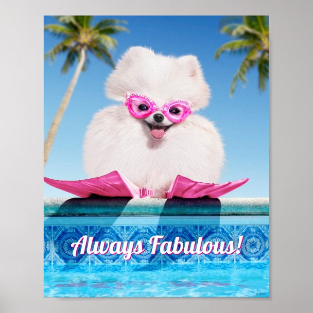 Póster Perro De La Piscina En Los Flippers (Frente)