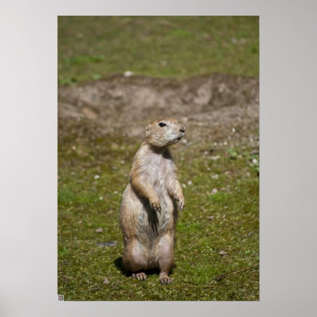Póster Perro de la pradera de cola negra (Frente)
