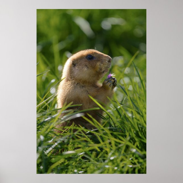 Póster Perro de la pradera y la flor morada (Frente)
