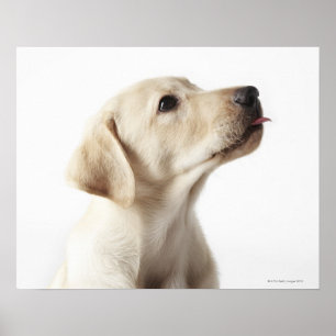 Póster Perro de Labrador rubio que se pega la lengua
