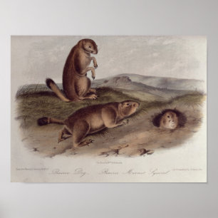 Póster Perro de las praderas de 'Quadrupeds de North