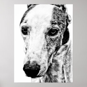 Póster Perro de los Whippet