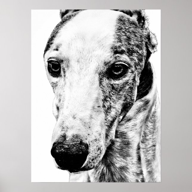 Póster Perro de los Whippet (Frente)