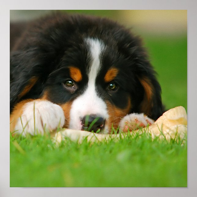 Póster Perro de montaña de Berna Cachorro con un Hueso (Frente)