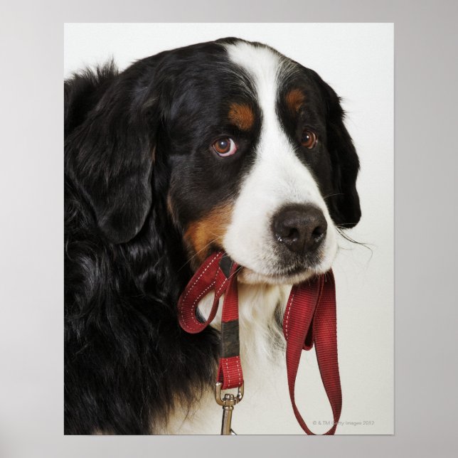 Póster Perro de montaña de Berner (Berner Sennenhund) con (Frente)