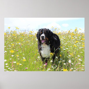 Póster perro de montaña de bernesa en el campo
