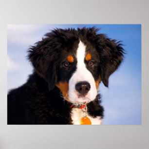 Póster Perro de montaña de Bernese