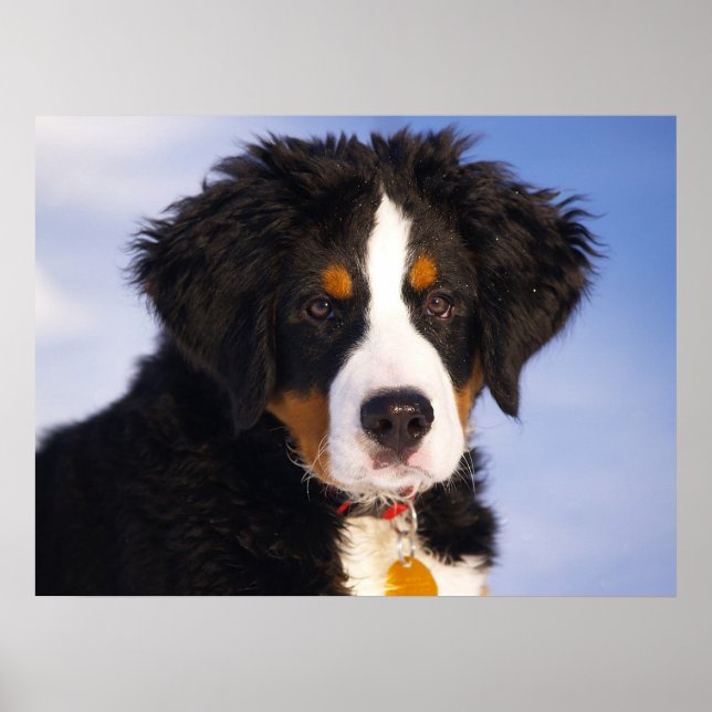 Póster Perro de montaña de Bernese (Frente)