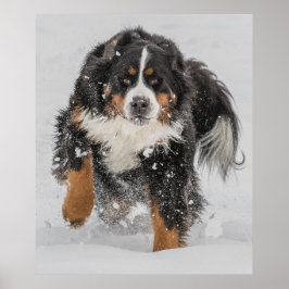 Póster Perro de montaña de Bernese