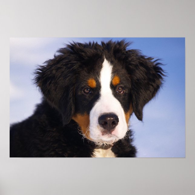 Póster Perro de montaña de Bernese (Frente)