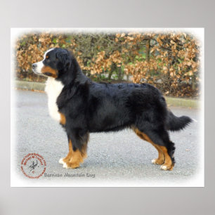 Póster Perro de montaña de Bernese 9T066D-221