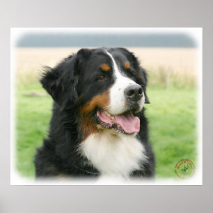 Póster Perro de montaña de Bernese 9Y066D-046