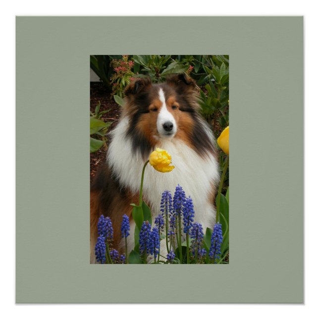 Póster perro de oveja de los shetland con flores (Anverso)