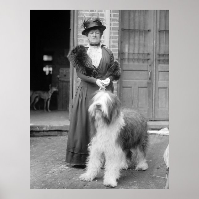 Póster Perro de oveja inglés viejo, 1915 (Frente)