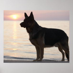 Póster Perro de pastor alemán en la bahía georgiana,