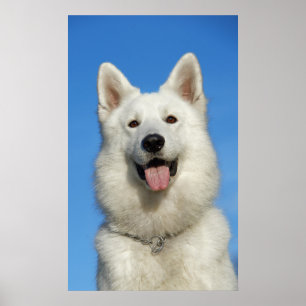 Póster Perro de pastor suizo feliz