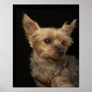 Póster Perro de pelo corto de Yorkie que mira a la