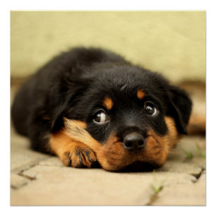 Póster Perro de perrito de Rottweiler curioso sobre vida