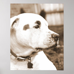 Póster perro de pitbull sepia odio no raza