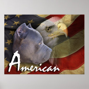 Póster Perro de Pitbull Terrier del americano, bandera,