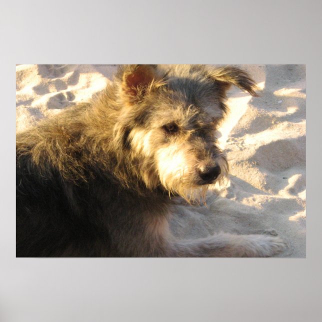 Póster Perro de Playa Tailandés (Frente)