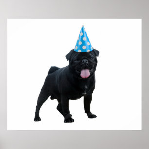 Póster Perro de pug gracioso