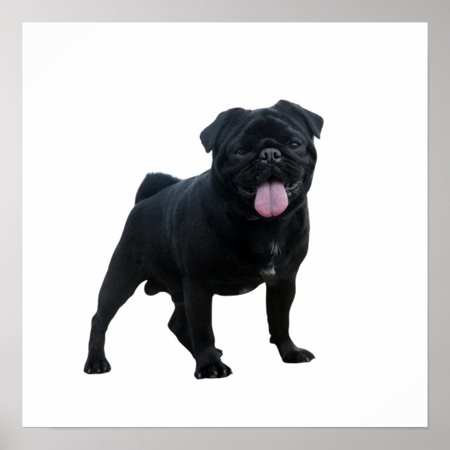 Póster Perro de pug gracioso (Frente)