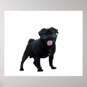 Póster Perro de pug gracioso