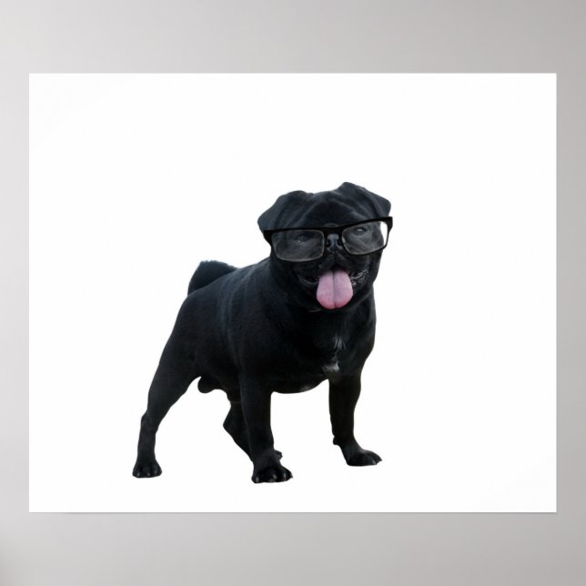 Póster Perro de pug gracioso (Frente)