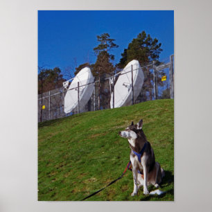 Póster Perro de seguimiento