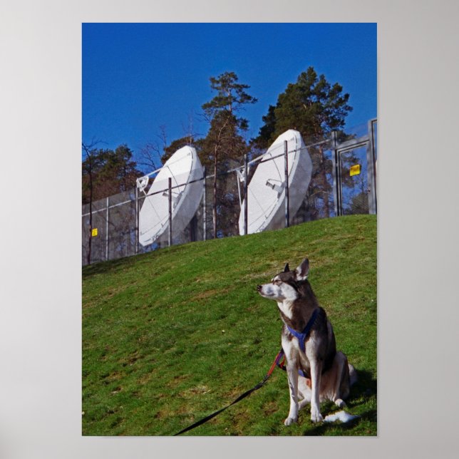 Póster Perro de seguimiento (Frente)