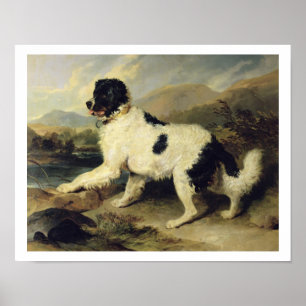 Póster Perro de Terranova llamado León, 1824 (aceite en l