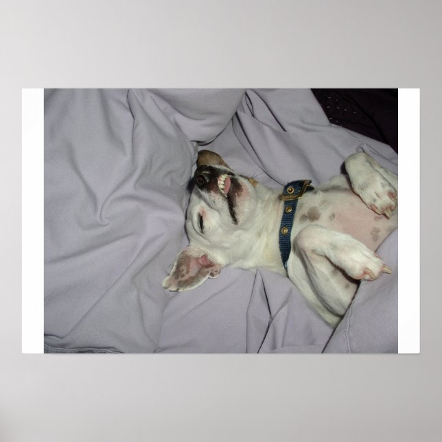 Póster Perro de vampiro (Frente)