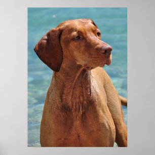 Póster Perro de Vizsla del Magyar