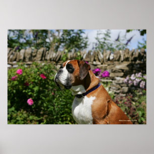 Póster Perro del boxeador en las flores
