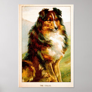 Póster Perro del collie del vintage