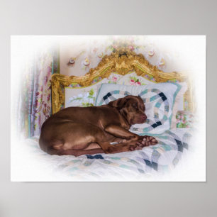 Póster Perro del labrador retriever, durmiendo
