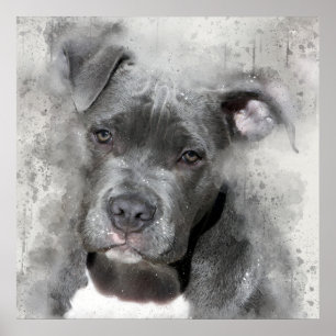 Póster Perro del pitbull de la pintura de la acuarela del