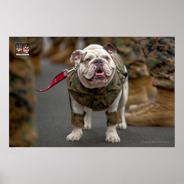 PÓSTER PERRO DEL SERVICIO MILITAR DE EE. UU. (Frente)