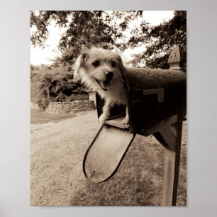 Póster Perro dentro de un buzón
