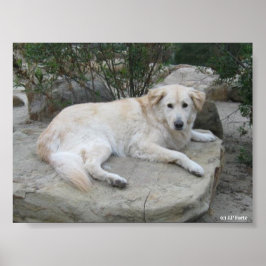 Póster Perro descansando en una roca