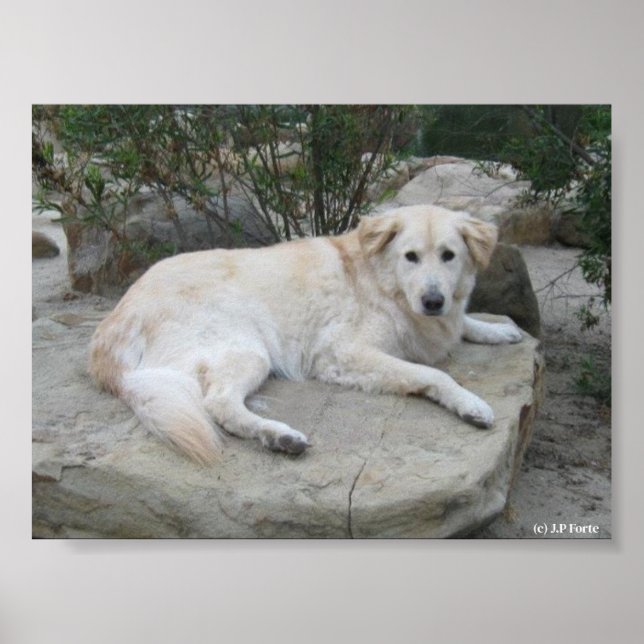 Póster Perro descansando en una roca (Frente)