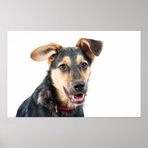 Póster Perro divertido cachorro