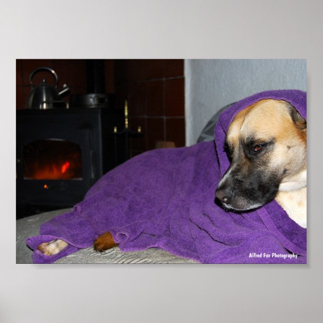 Póster Perro dormido junto a la chimenea (Frente)