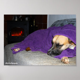 Póster Perro durmiendo junto a la chimenea