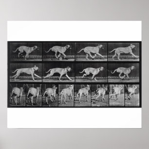 Póster Perro en circulación, placa 707 de "Locomoción ani