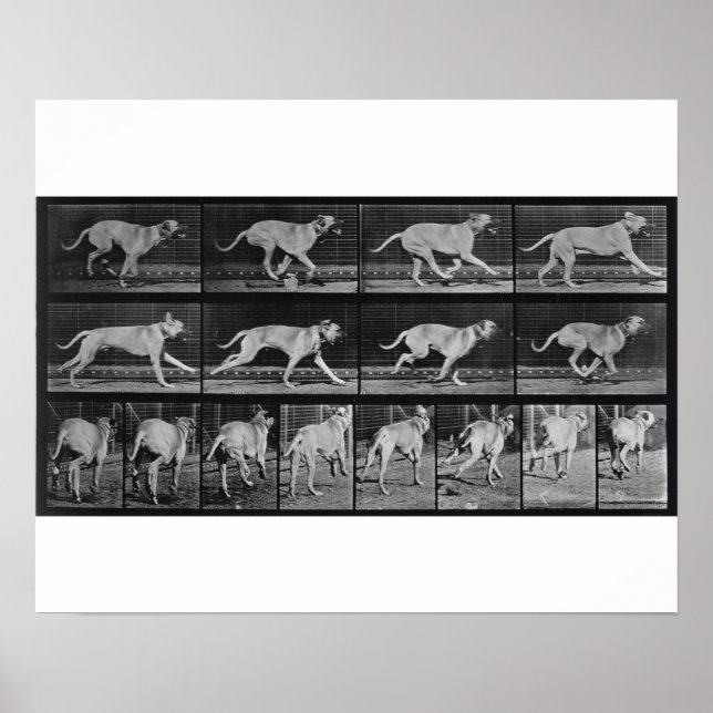 Póster Perro en circulación, placa 707 de "Locomoción ani (Frente)