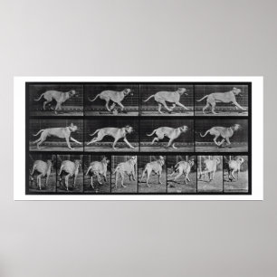 Póster Perro en circulación, placa 707 de "Locomoción ani
