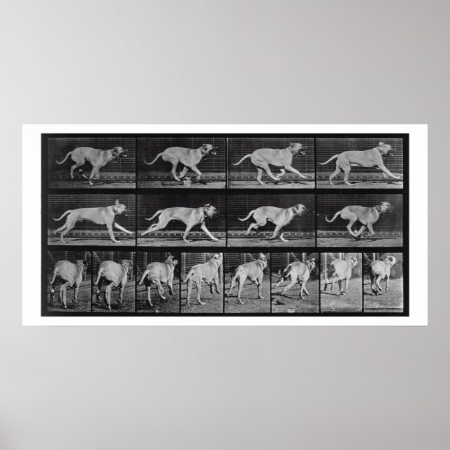 Póster Perro en circulación, placa 707 de "Locomoción ani (Frente)