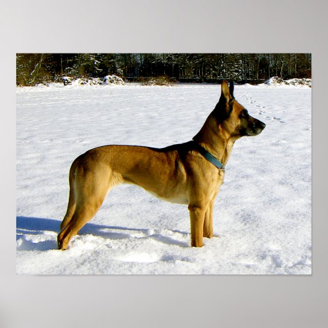 Póster Perro en la nieve (Frente)